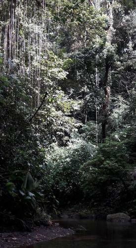 Lodge Estaci�n Biol�gica Tamandua