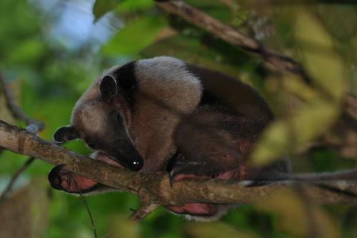 Lodge Estaci�n Biol�gica Tamandua