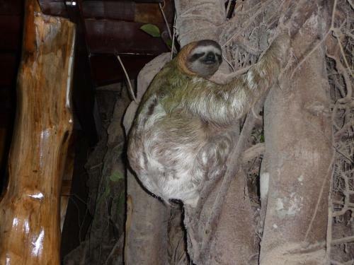 Topos Tree House