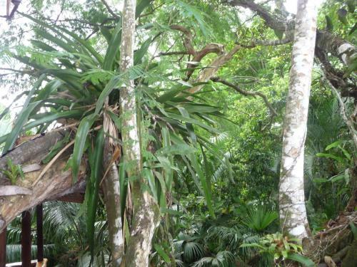 Topos Tree House