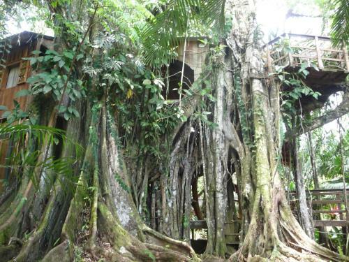 Topos Tree House