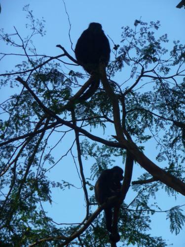 Topos Tree House