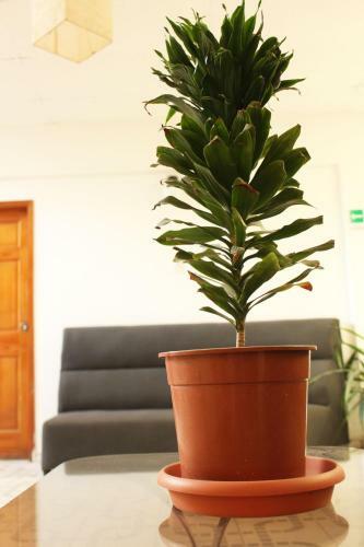 Hotel Marsol