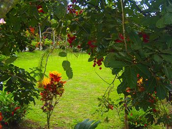 Hotel Heliconias