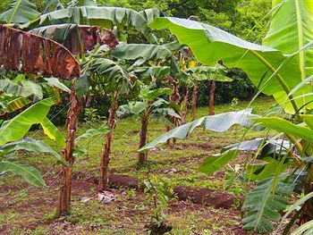 Hotel Heliconias