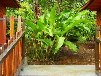 Hotel Heliconias