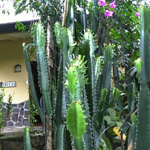 Bed & Breakfast Pura Vida Hotel