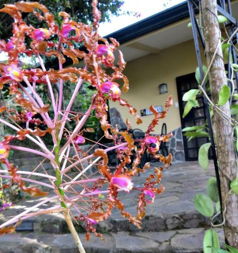 Bed & Breakfast Pura Vida Hotel