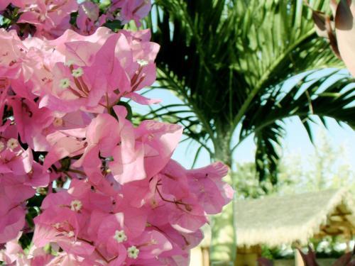 Maui Meadows Guesthouse