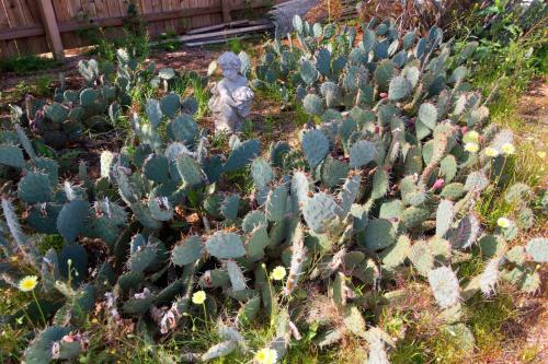 Cactus Adobe