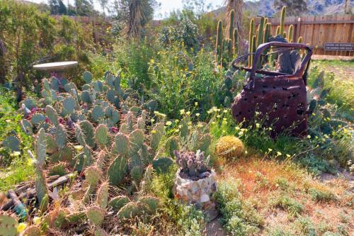 Cactus Adobe