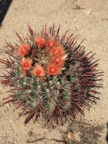 Cactus Adobe