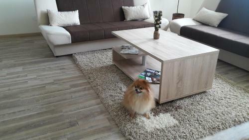 Arena Center Apartment