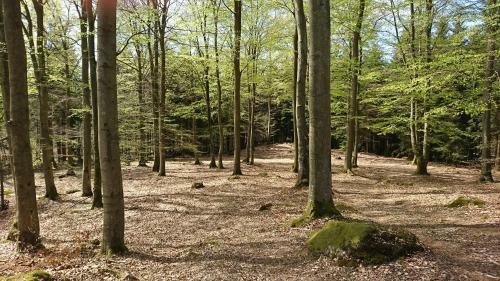 Lodge Bokebacken