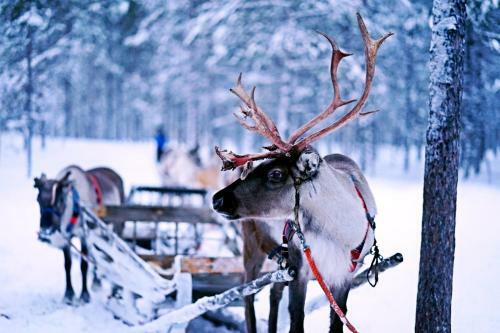 Bed & Breakfast Arctic Light Holiday House
