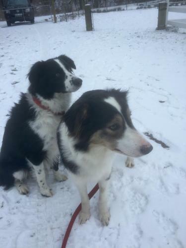 Agroturismo Farm Stay Happy Dogs Ranch