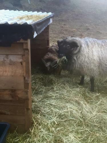 Agroturismo Farm Stay Happy Dogs Ranch