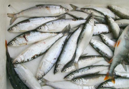 �ngs� Fishermans Cottage