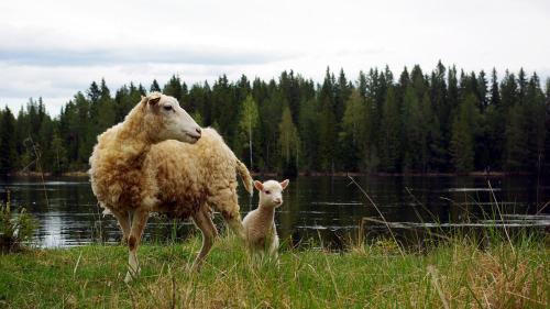 Lits Camping, Stugby Och Kanot