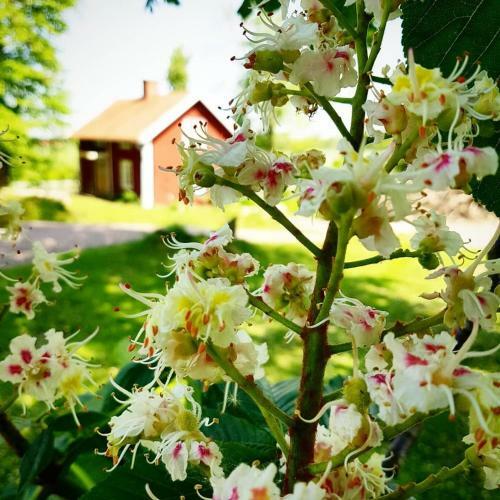Bed & Breakfast Odensvi