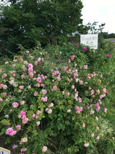 Bed & Breakfast Wing�rden B & B