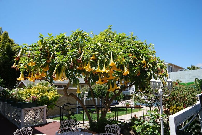 Hotel Rose Garden Inn