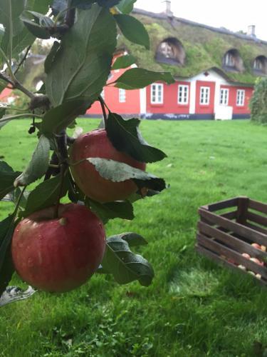 Bed & Breakfast Alsbrogaard