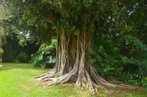 Banyan Tree Bed And Breakfast Retreat