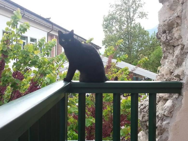 B&B Al Gatto Nero