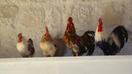 Agroturismo Masseria Cianci�