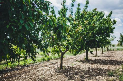 Agroturismo Ai Pilieri Di Bagnoli