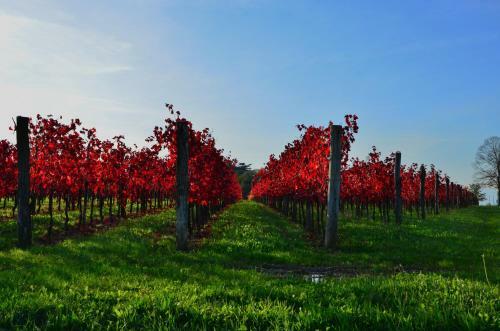 Bed & Breakfast Alloggio Agrituristico Corte San Biagio