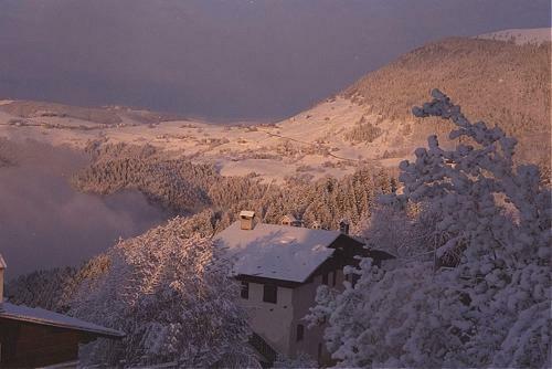 Hotel Albergo Al Pino