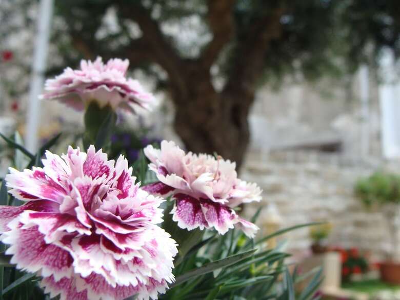 Hostal Guest House Al Gattopardo