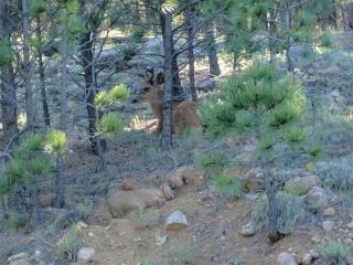 Apartamento Resort Properties Of Angel Fire Condos
