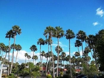 Hotel Victoria Palms Inn And Suites