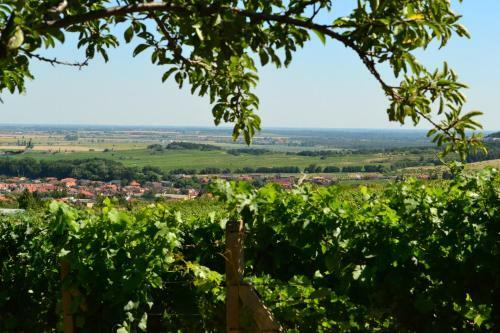 Bed & Breakfast Villa Vinica