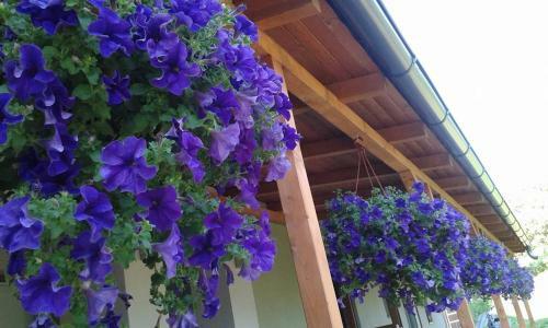 Apartments S�rika