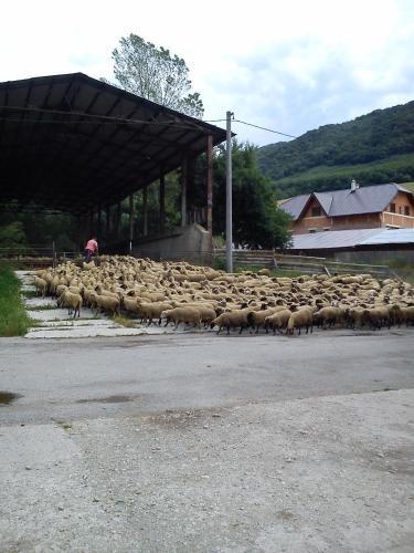 Hostal Penzi�n Drie?ovkou