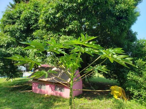Ginebra Glamping