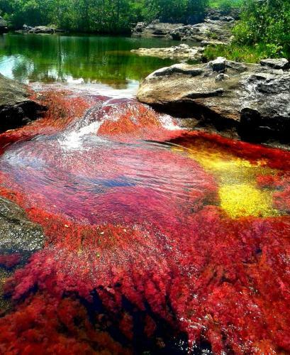 Ca�o Cristales Hostel