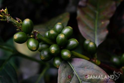 Posada Casa Cafe - Samaland