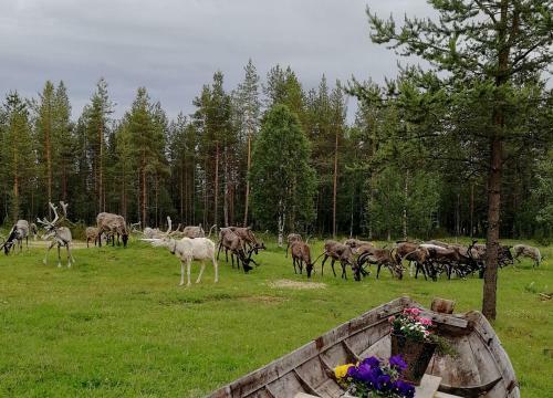 Vuotson Maja B&B