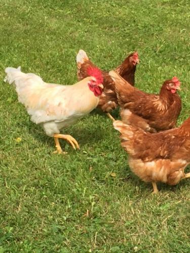 Agroturismo Lomatila Ollila Farm Stay