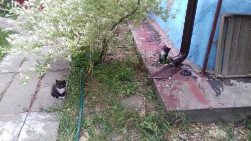 Posada Agrousad'ba Nikodim