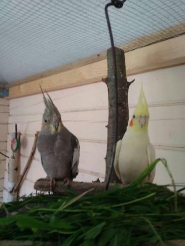 Agrousadba Vileiskiy Prostory