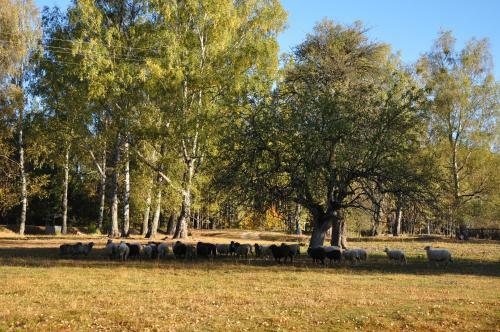 Agroturismo Mshanka Estate