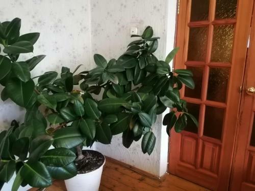 Bed & Breakfast Usadba Zapadnaya Dvina