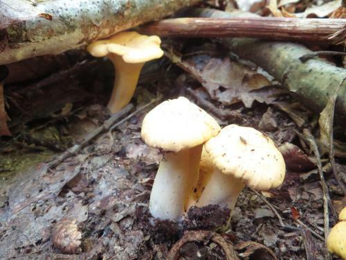 Agrousadba Prostosashino