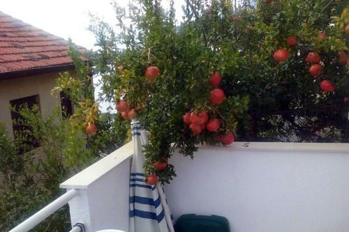 Apartment Podaca 2631a